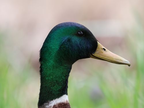 Free Vivid close-up of a mallard duck's head, showcasing its colorful plumage against a blurred grassy backdrop. Stock Photo