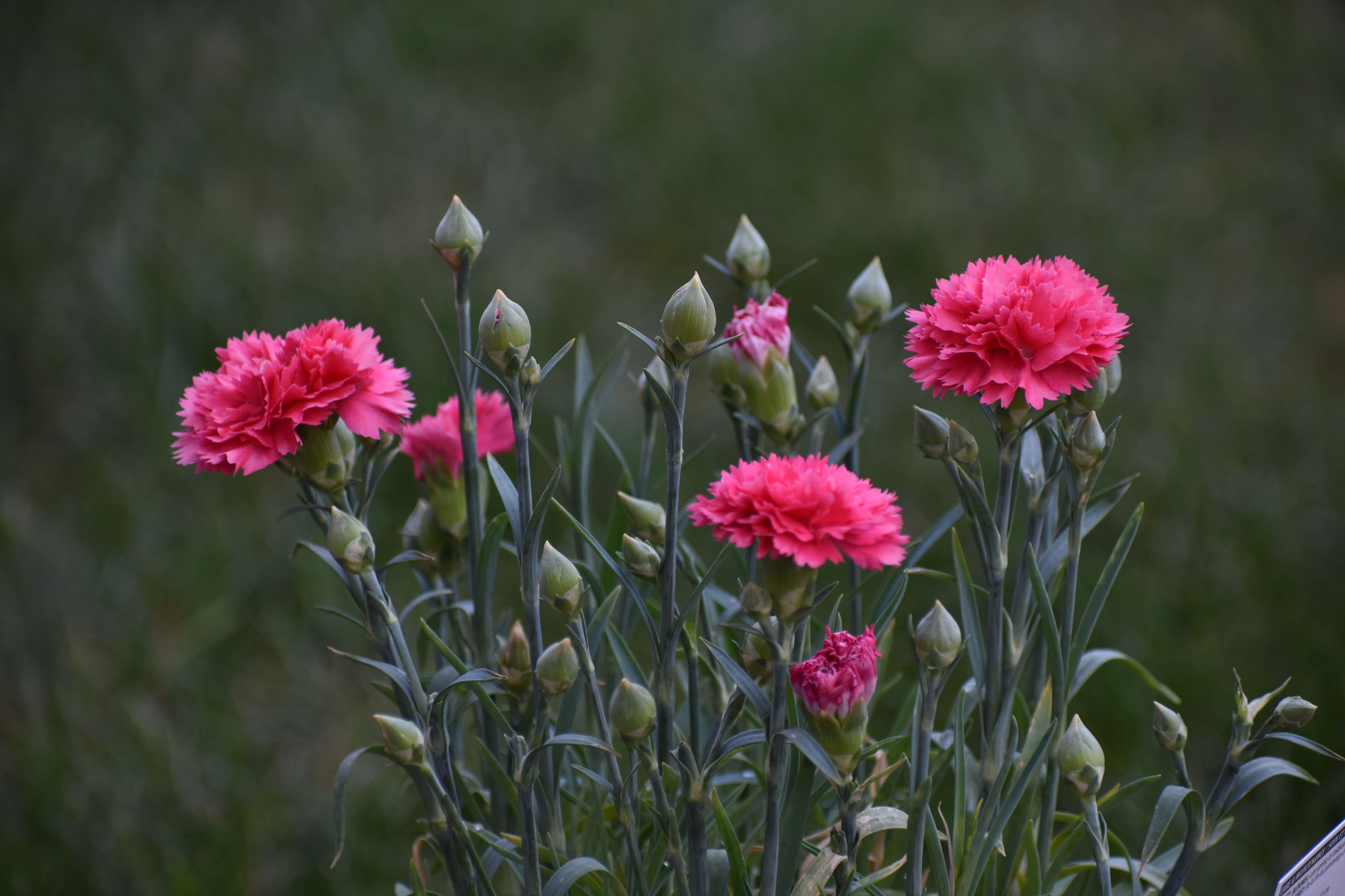 [ColoSach]-close-up-of-vibrant-pink-carnations-blooming-outdoors-in-a-lush-garden-setting.