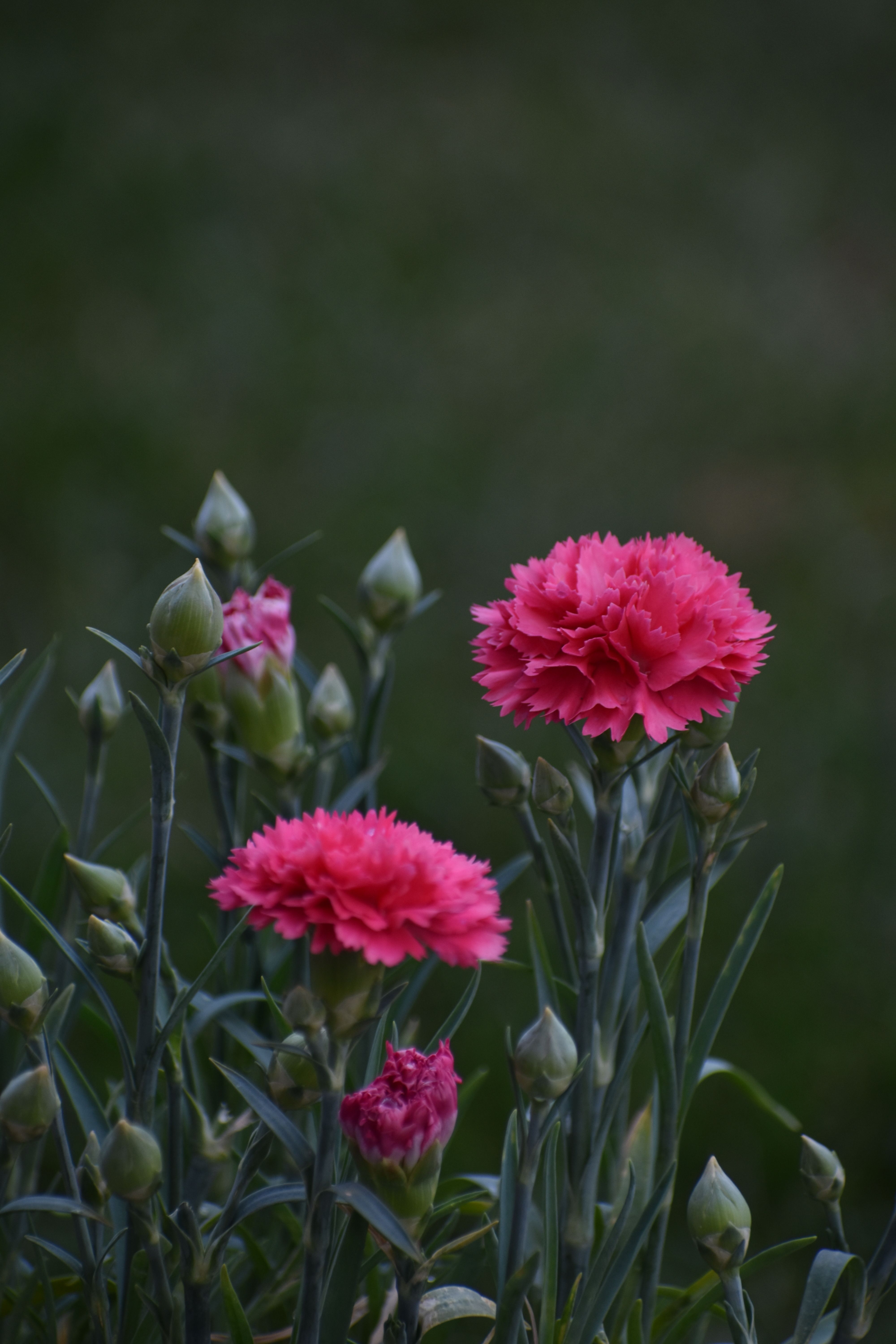 [ColoSach]-close-up-of-vibrant-pink-carnations-in-a-garden,-showcasing-natural-beauty-and-vivid-colors.