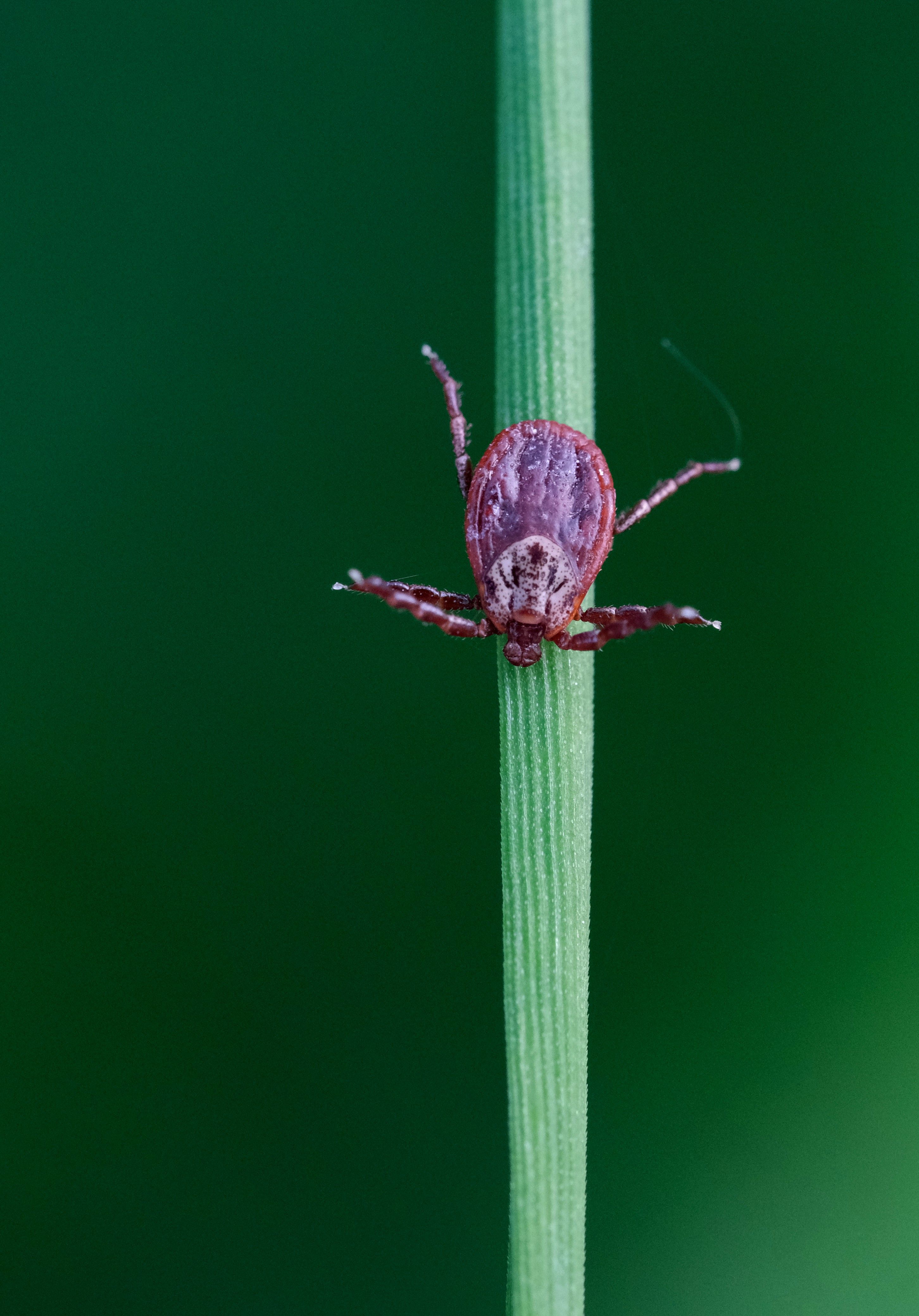 Detailed macro photograph of a tick climbing a grass blade, highlighting its texture and color.