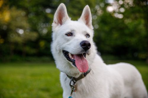 Free Siberian Husky enjoying a bright day in a lush, green park. Stock Photo