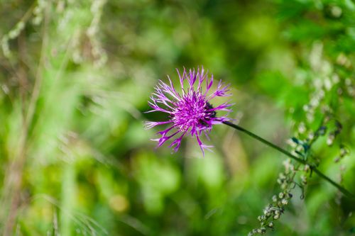 Free Close-up of a vibrant purple flower amidst lush green foliage, capturing a serene outdoor scene. Stock Photo