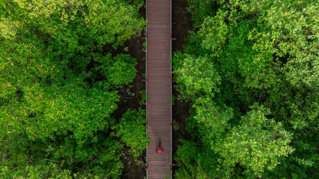 Top-down view of a wooden walkway cutting through vibrant green forest in Terengganu, Malaysia.