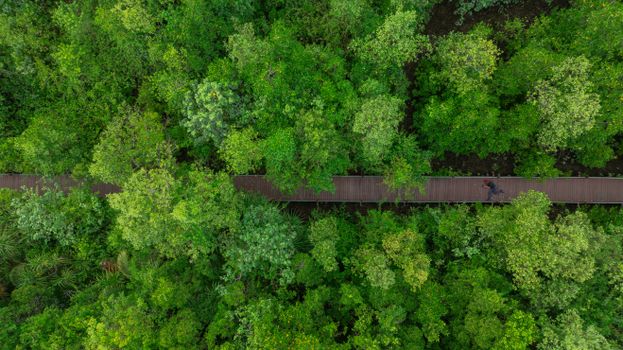 Explore the serene green walkway through dense forest foliage in Permaisuri, Malaysia.