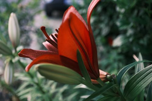 Free Close-up of a vibrant red lily flower with macro detail, showcasing its beauty and elegance in a natural setting. Stock Photo
