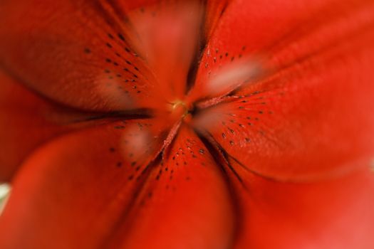 Macro shot emphasizing the vibrant red petals of a lily flower, showcasing its intricate texture.