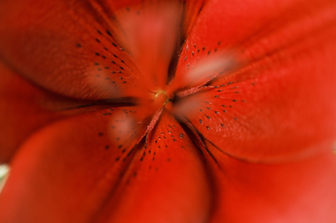 macro shot emphasizing the vibrant red petals of a lily flower showcas
