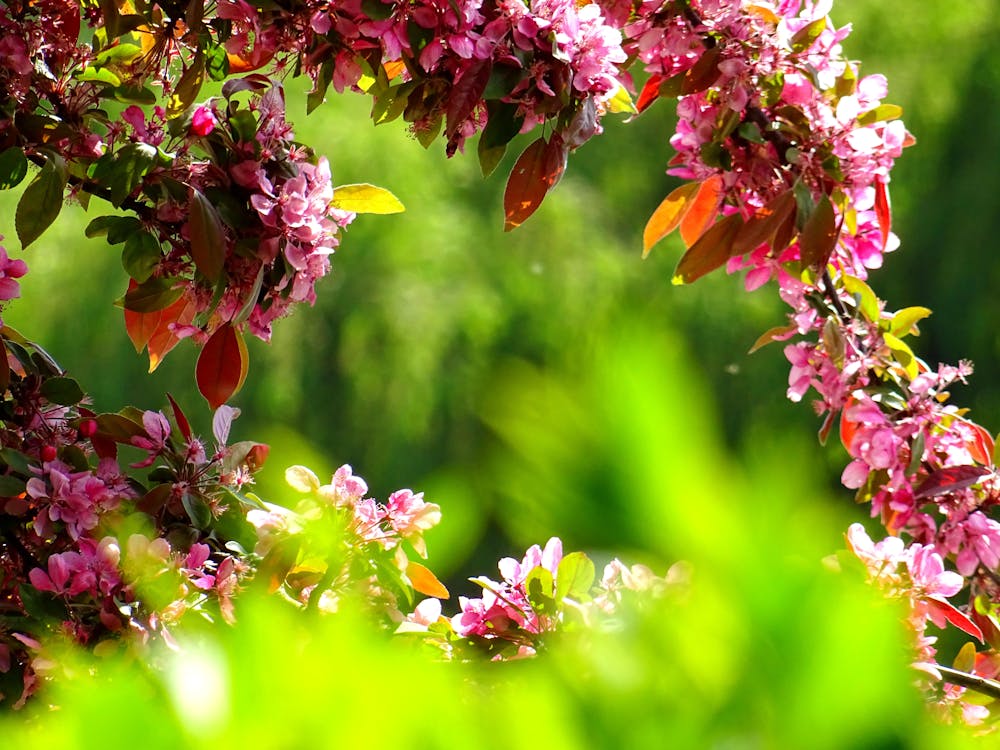 無料 紫の花びらの花 写真素材