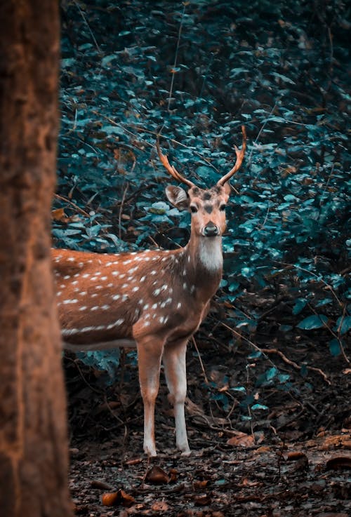 Brown Deer in Forest