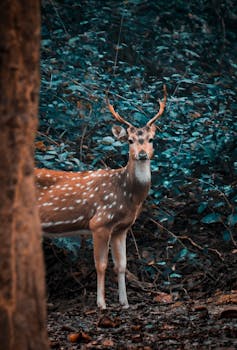 一只美丽的斑点鹿优雅地矗立在茂密的森林中，是其自然栖息地野生动物的缩影