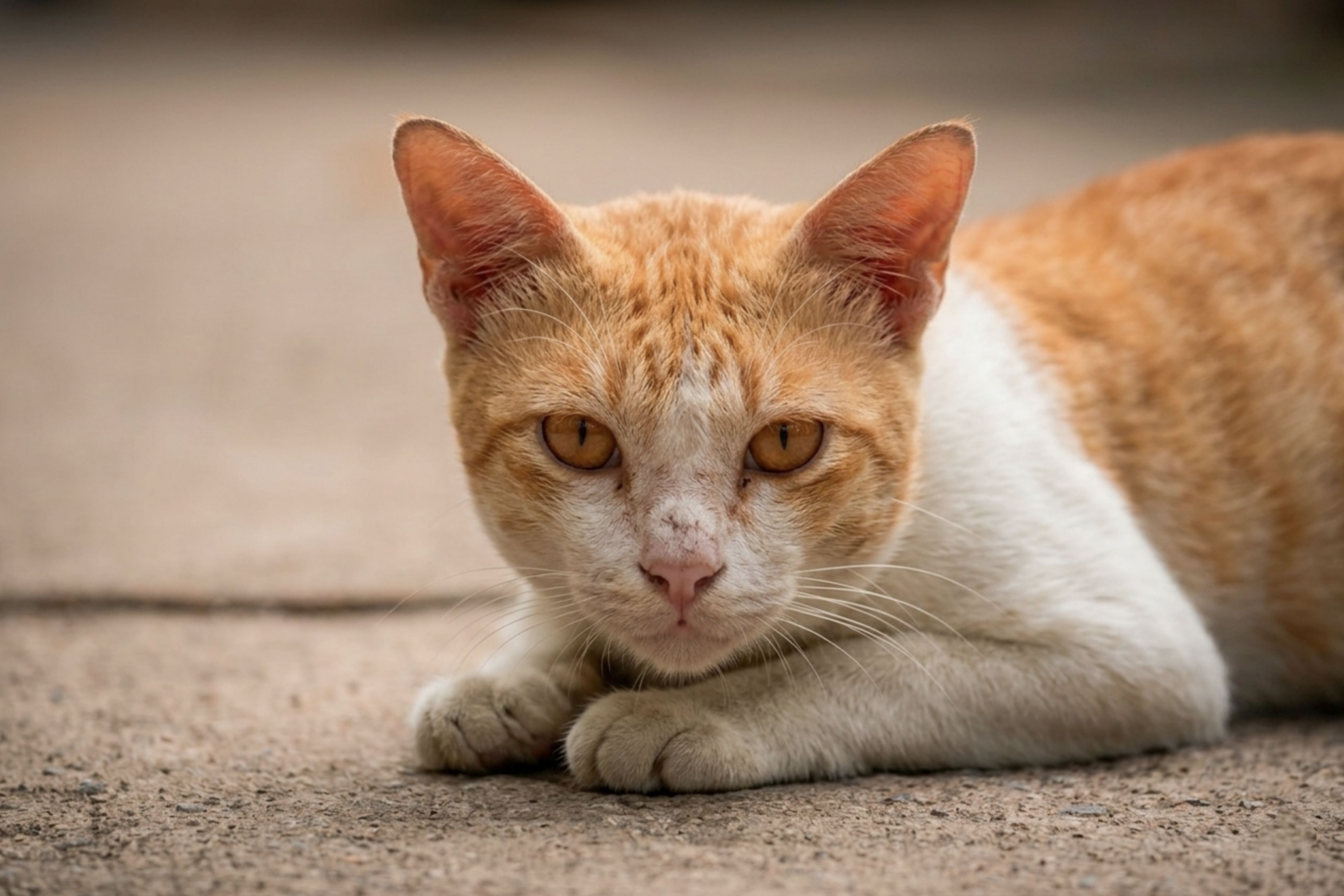Tomcat cheeks comparison: an orange and white cat with a narrower face lying on pavement
