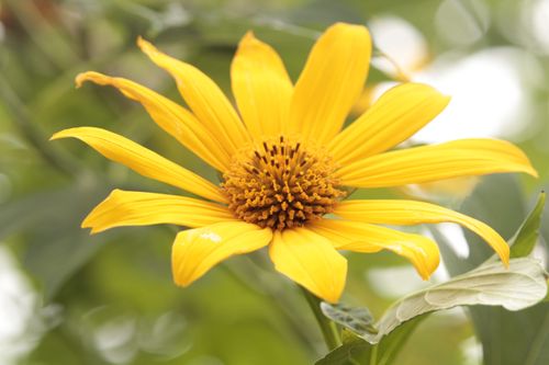 Free Close-up of a vibrant yellow Tithonia flower with natural green background. Stock Photo