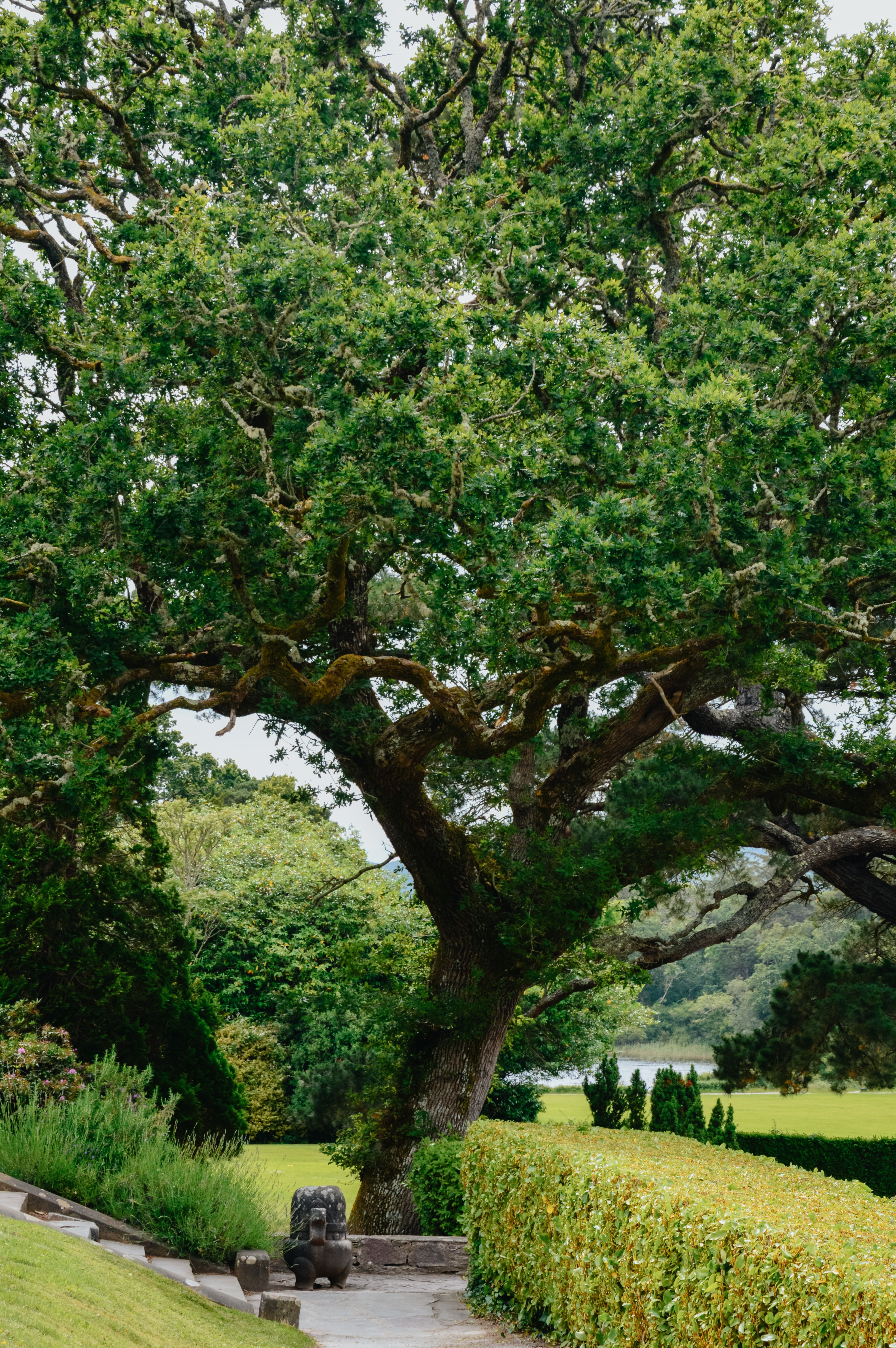 Majestic Oak Tree in Killarney National Park · Free Stock Photo