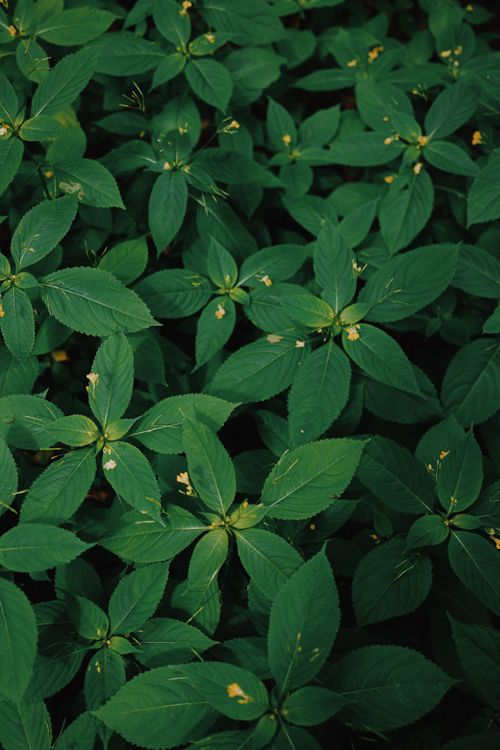 Free Dense green foliage with small yellow blossoms, creating a natural and calming scene. Stock Photo