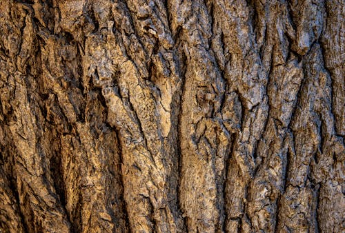 Brown Tree Bark in Close Up Photography