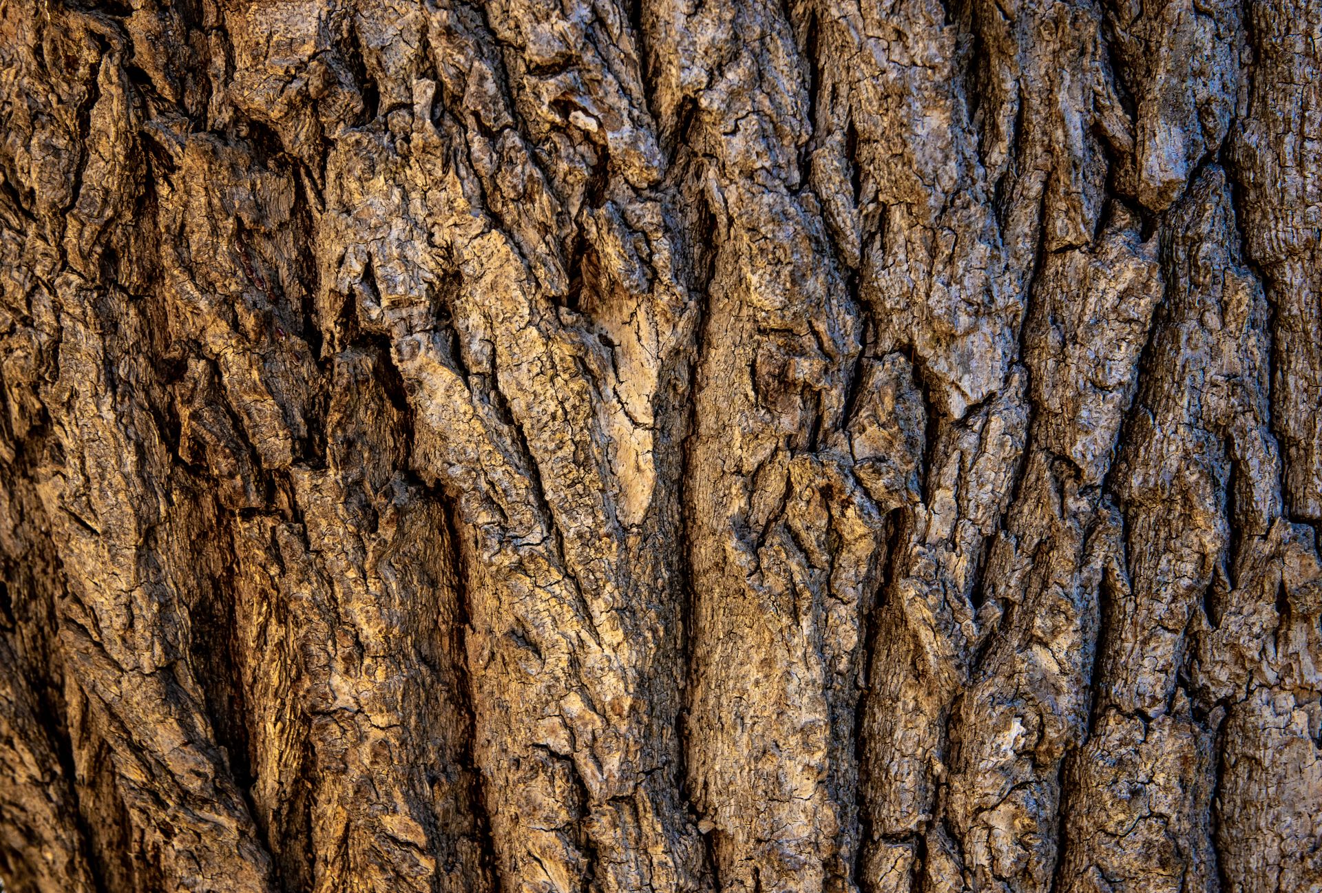 Brown Tree Bark in Close Up Photography