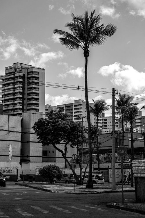 Free Black and white urban street scene with tall buildings and palm trees in Praia Grande, São Paulo. Stock Photo