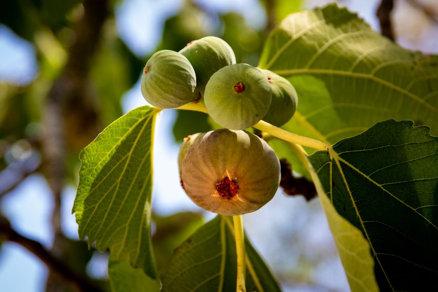 Ripe green figs and fig leaves in dappled sunlight
