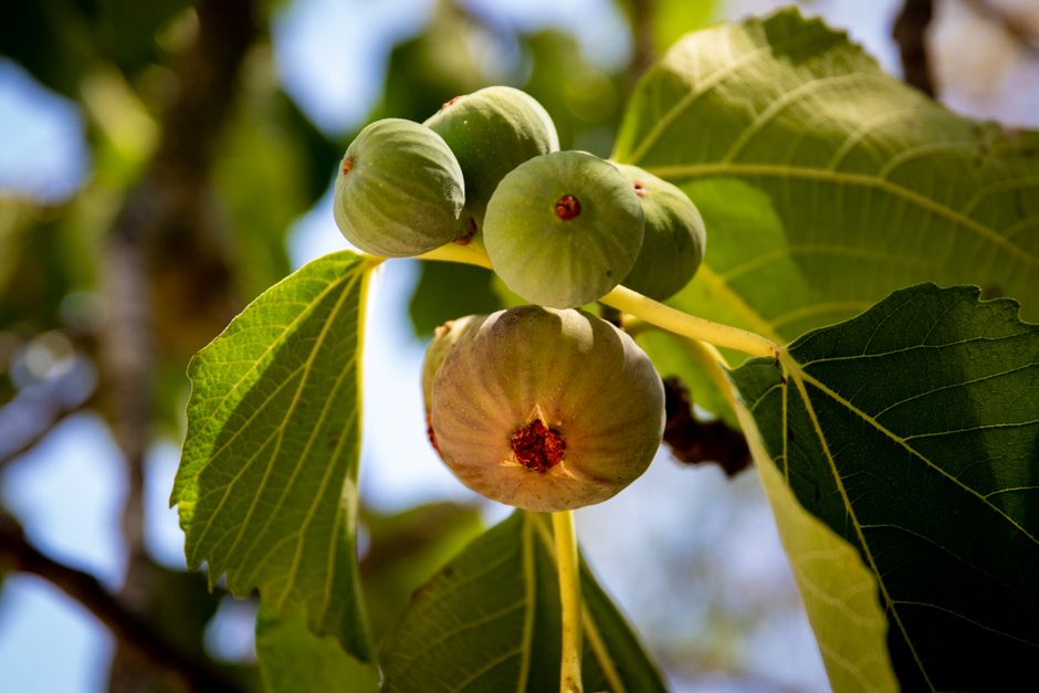 Close-up of ripe figs on a fig tree branch — healthy fruit production after correct pruning