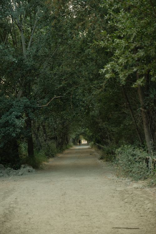 Free A tranquil forest pathway covered by lush trees in Granada, Spain. Stock Photo