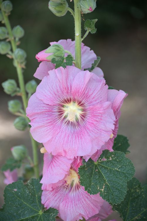 Free Beautiful pink hollyhock flowers in full bloom, captured in outdoor setting. Stock Photo