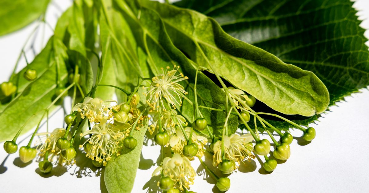 Detailed close-up of linden tree leaves and flowers in natural sunlight, showcasing vibrant green hues.