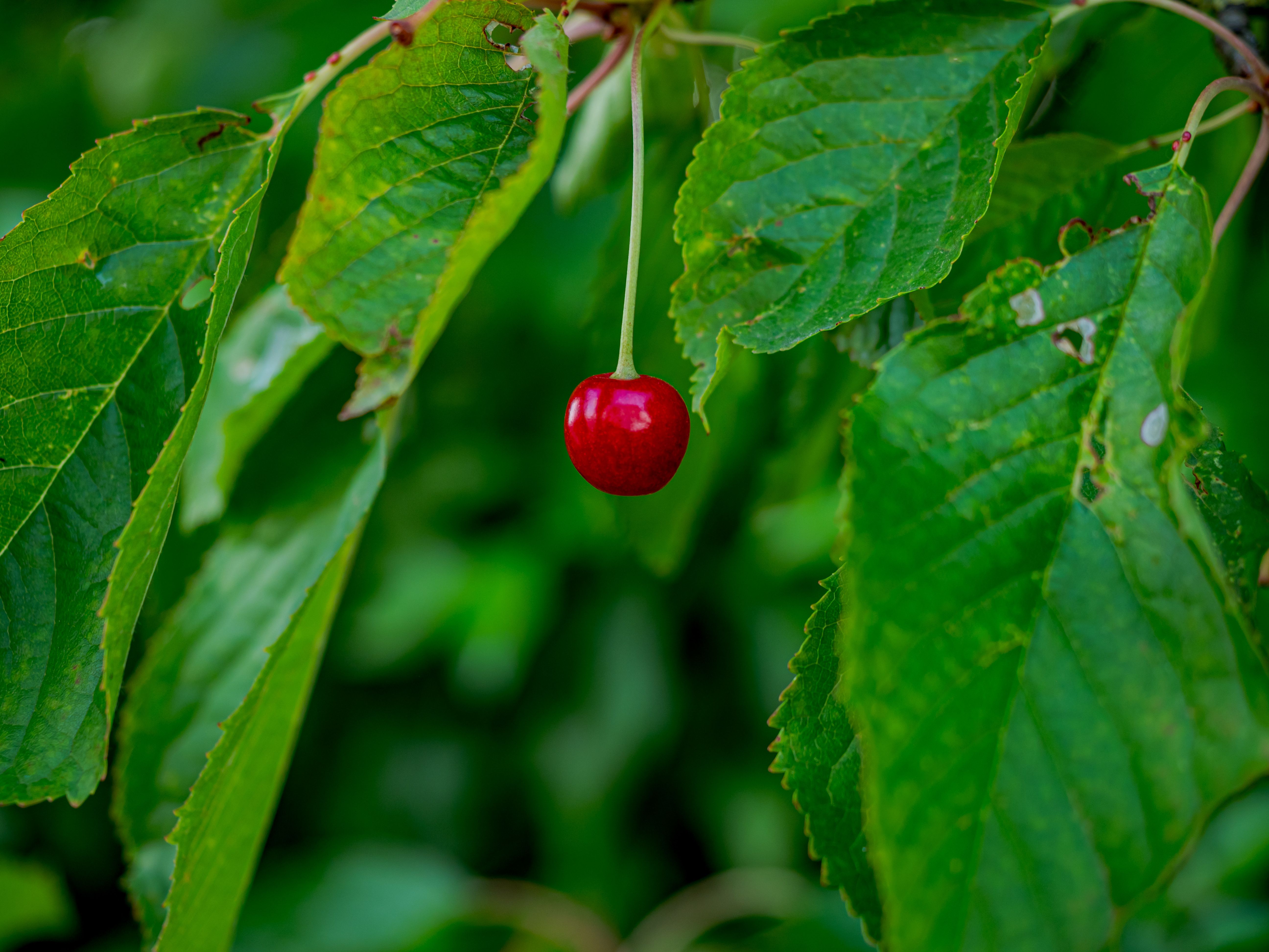 cerisier porte greffe - Choisir le bon niveau de vigueur pour son jardin