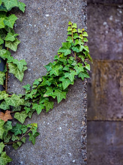 Free Vibrant green ivy climbing a textured concrete wall. An urban nature scene in Coesfeld, Germany. Stock Photo
