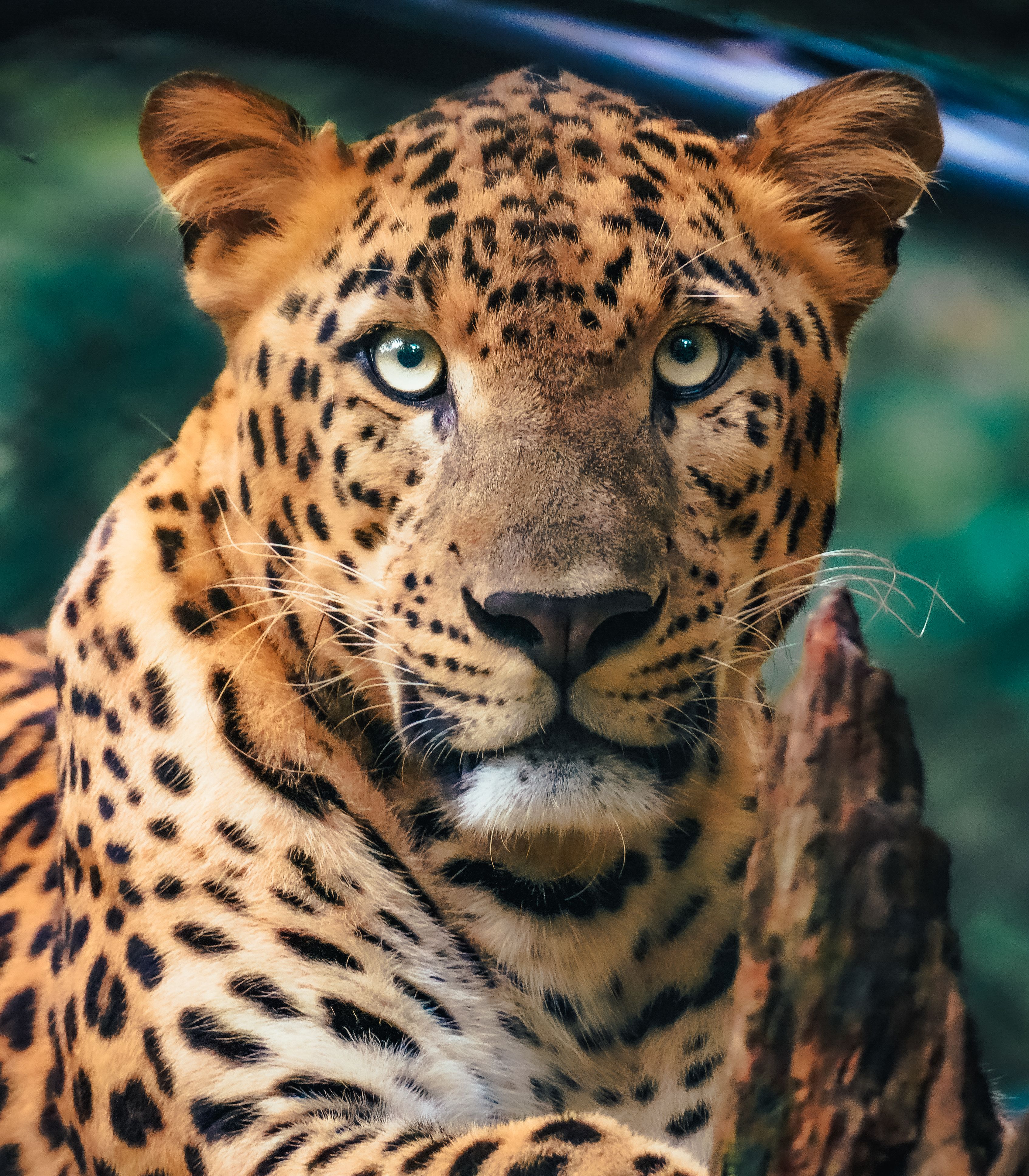 Close-Up Shot of a Leopard · Free Stock Photo