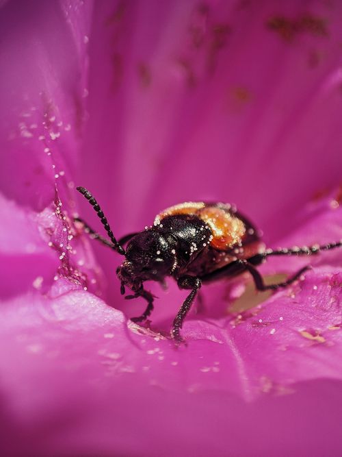 Free Detailed image of a black and orange beetle exploring a vibrant pink flower. Stock Photo