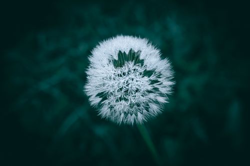 Free Macro shot of a dandelion covered in fresh dew with a dark background. Stock Photo