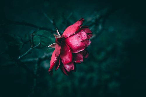 Free Close-up of a blooming red rose with vibrant petals against a dark green background. Stock Photo