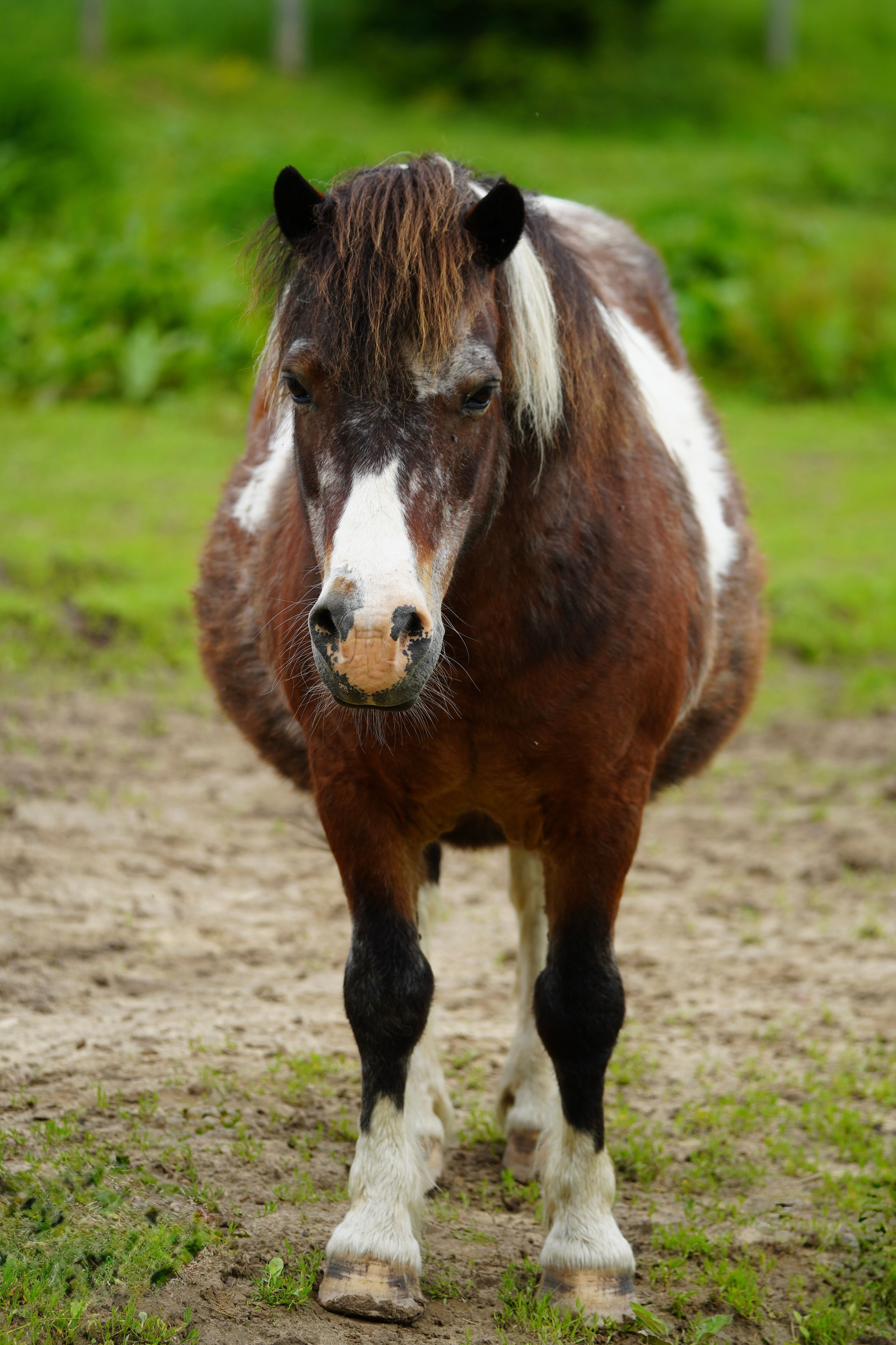 Adorable brown and white pony standing in a grassy field, perfect for rural and animal themes.