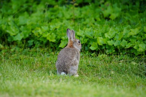 Free Back view of a wild rabbit sitting on green grass with lush foliage background. Stock Photo
