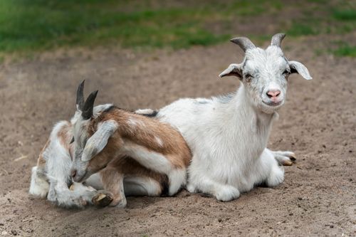 Free Charming photo of two young goats snuggling on the ground, showcasing their playful and cute nature. Stock Photo