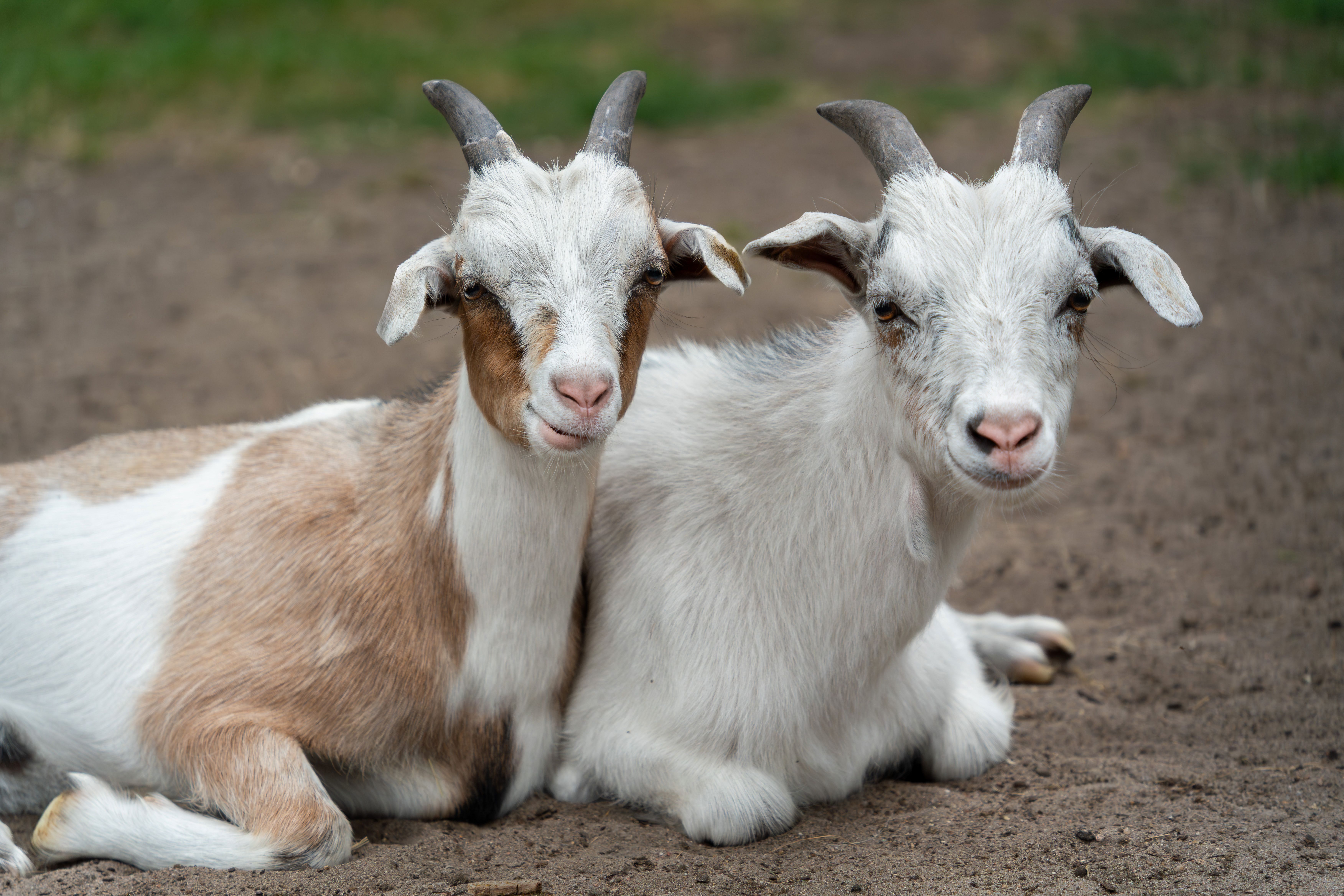 A goat undergoing diagnostic blood testing at a veterinary clinic