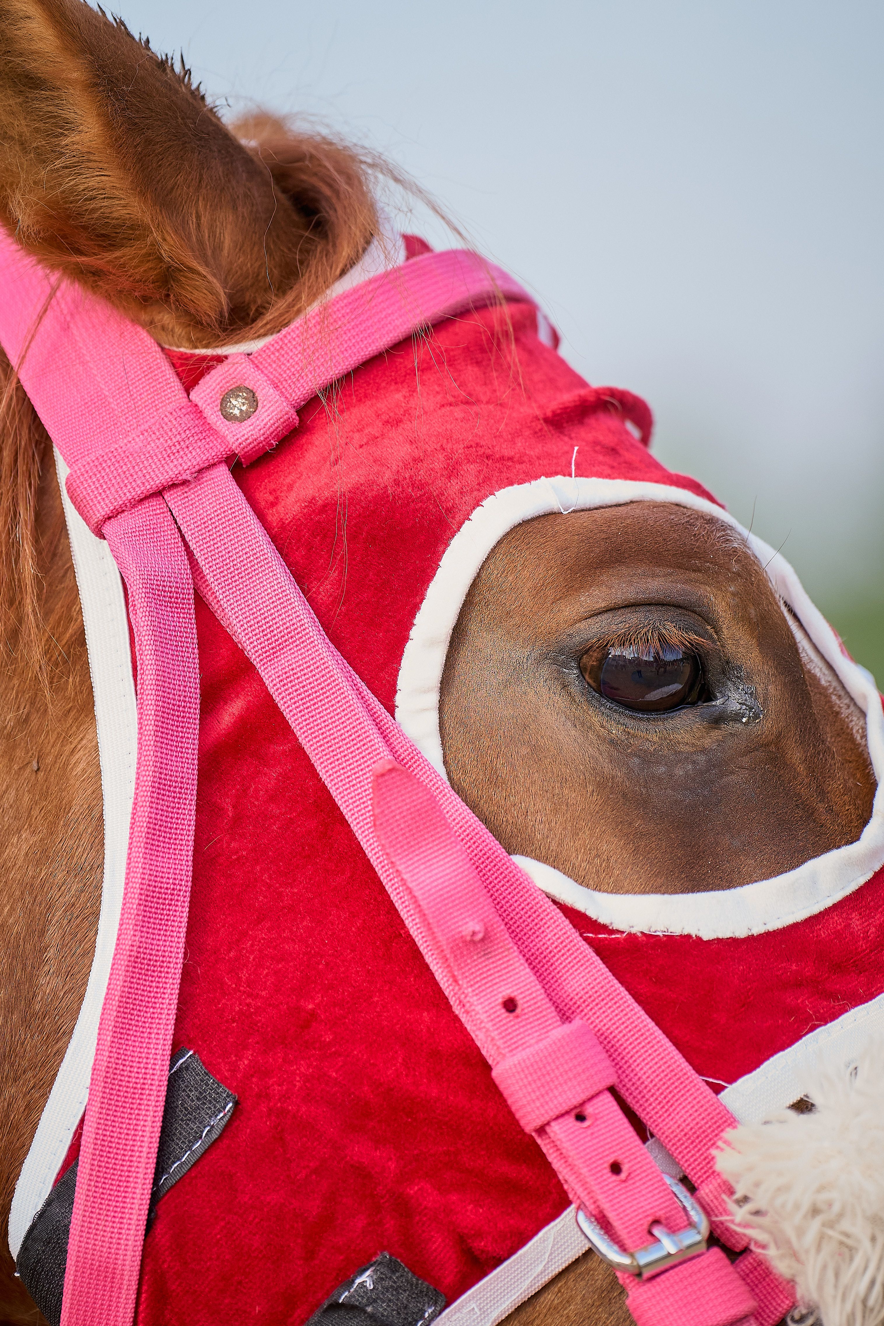 Close detail of a racehorse in a hood