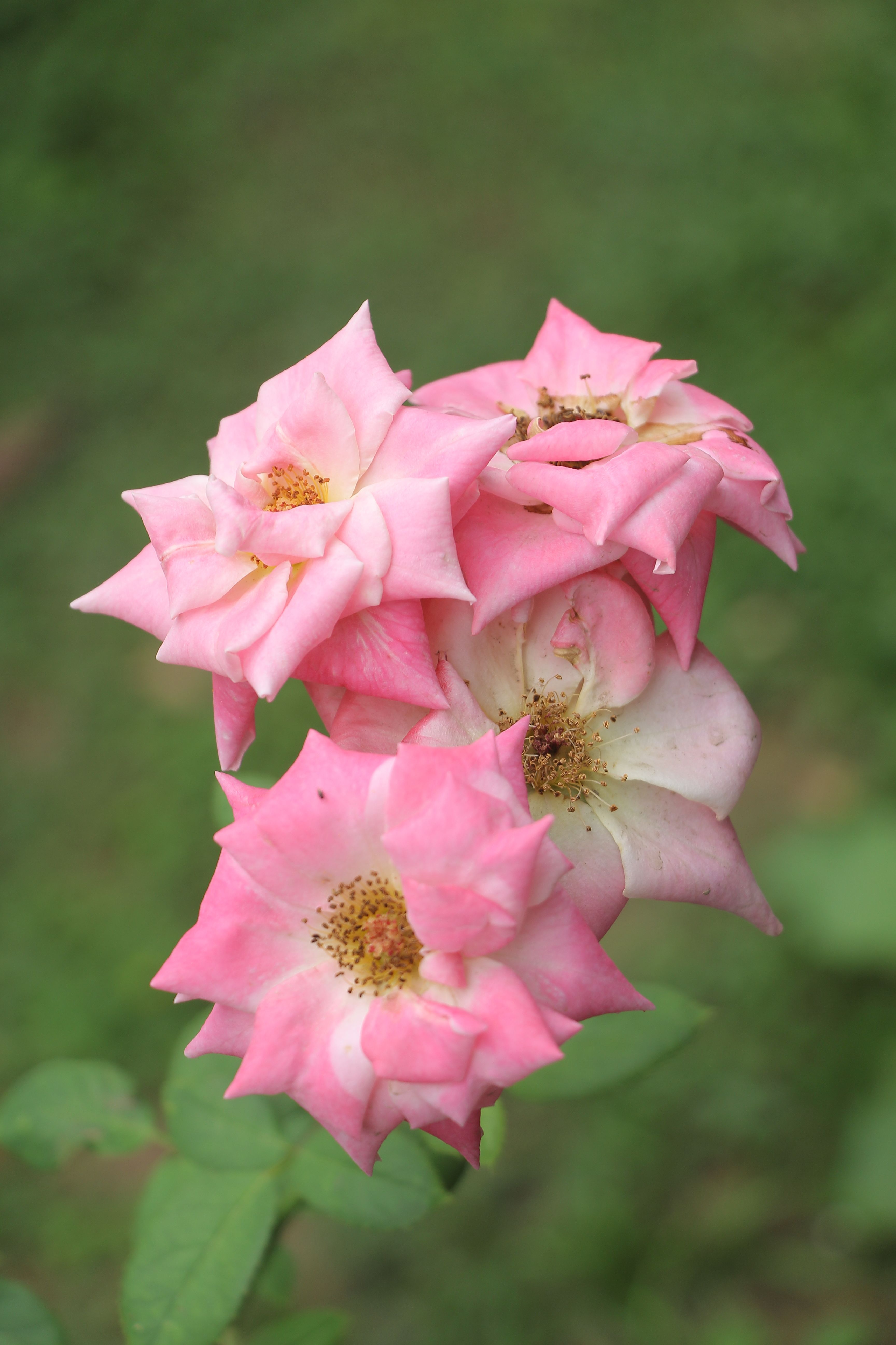 [ColoSach]-vibrant-pink-roses-in-full-bloom,-captured-outdoors-with-a-green-blurred-background.