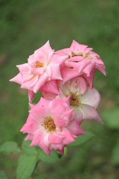 Vibrant pink roses in full bloom, captured outdoors with a green blurred background.