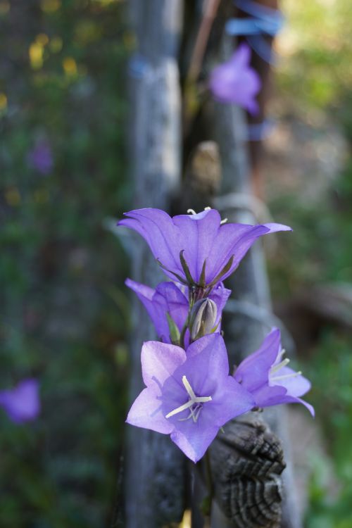 Free stock photo of blooming flowers, blossoms, fence Stock Photo