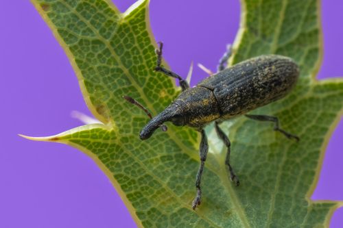 Free Close-up macro nature photography of a weevil on a green leaf with a vibrant purple bokeh background. Stock Photo