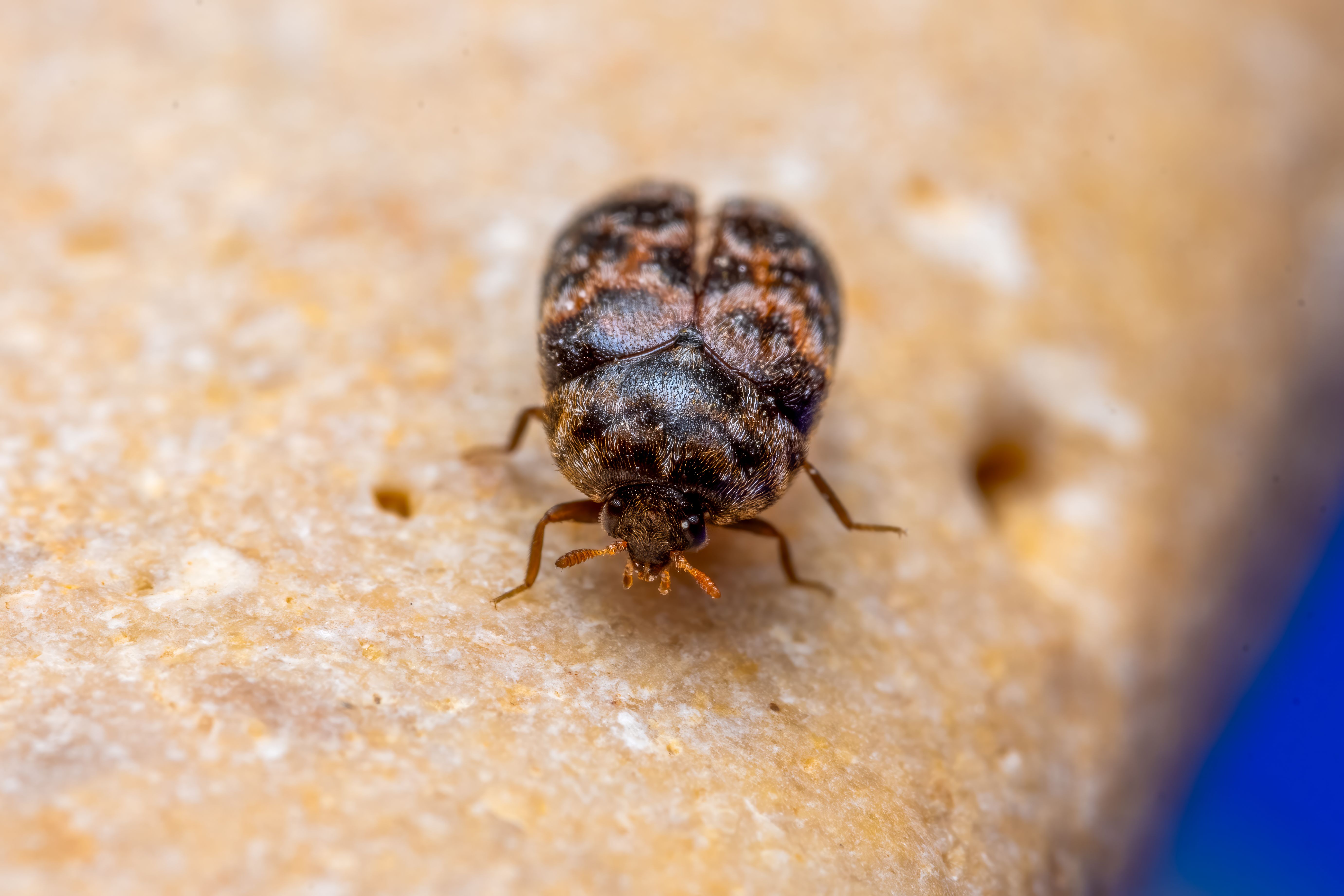 Close-up view of a brown carpet beetle on a textured surface, highlighting its intricate details.
