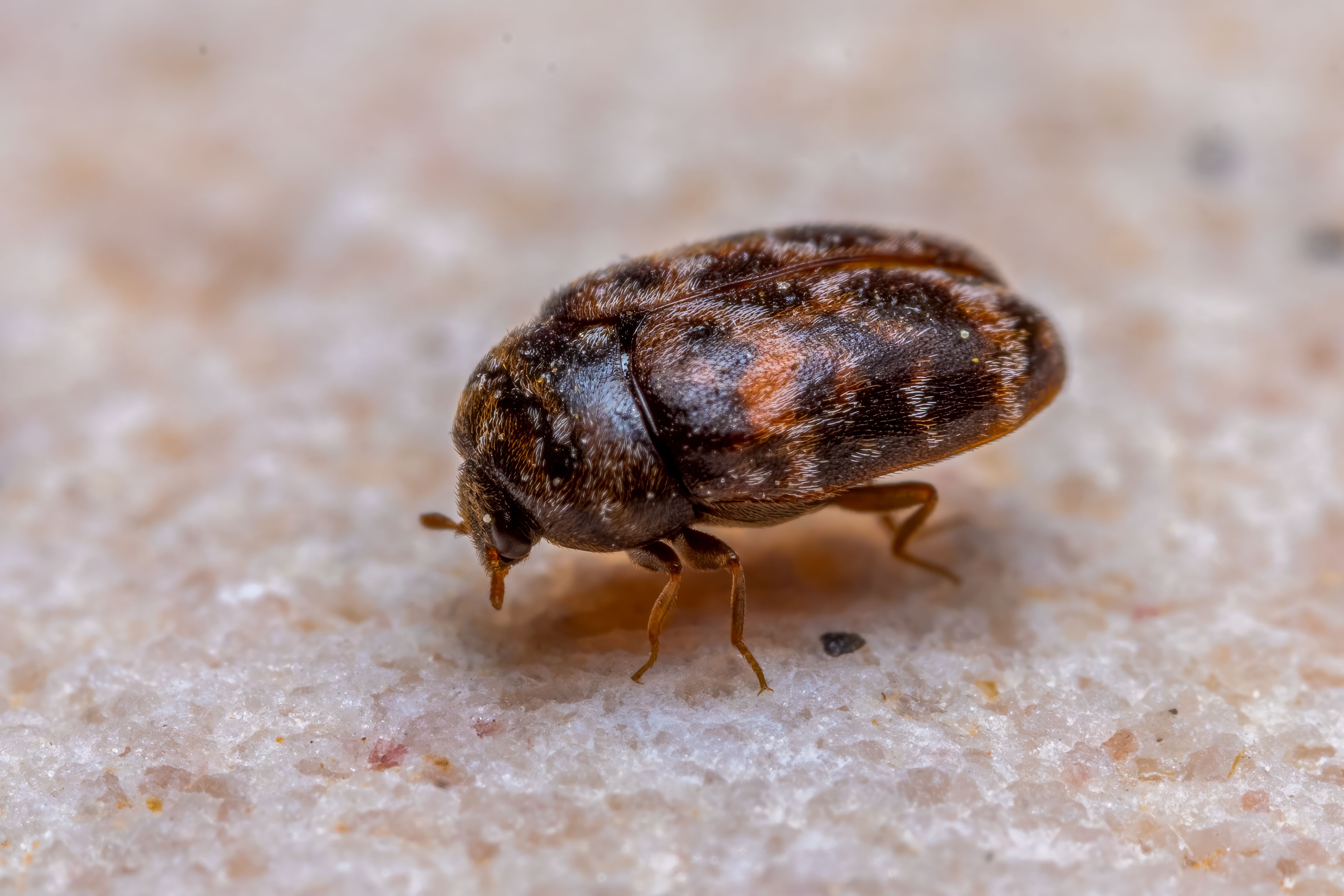 Macro photograph of a brown beetle in detail, highlighting its texture and vibrant colors.