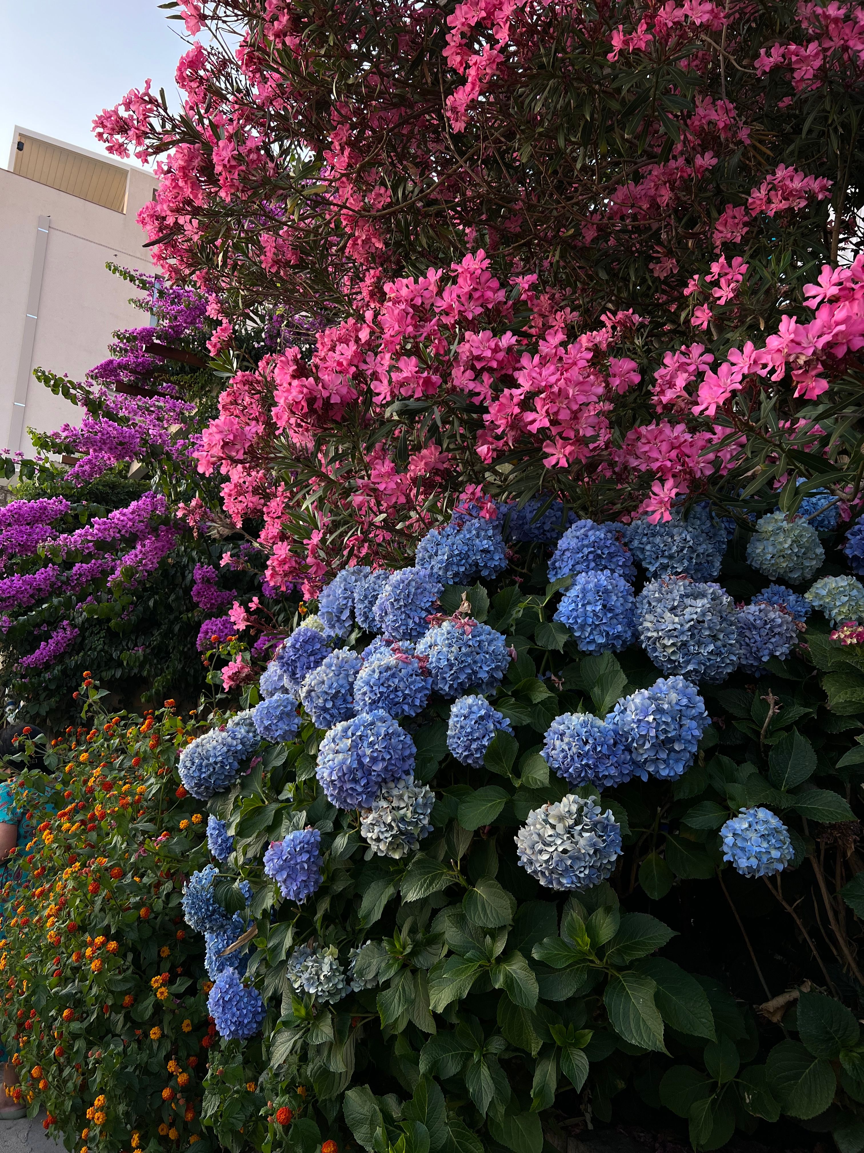 [ColoSach]-a-vibrant-garden-scene-captured-in-montenegro-with-various-colorful-flowers.