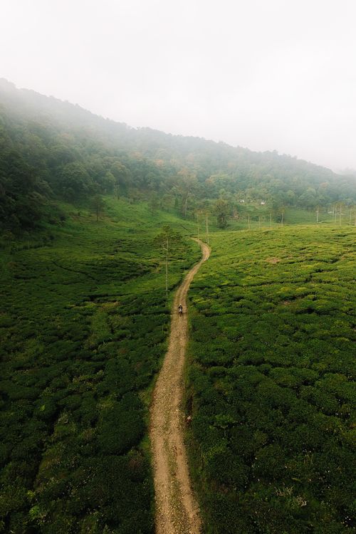Free A tranquil aerial landscape of tea plantations in Jawa Barat, Indonesia, showcasing a winding path. Stock Photo