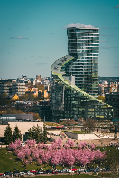 Free stock photo of city skyscraper, sakura, sakura park Stock Photo