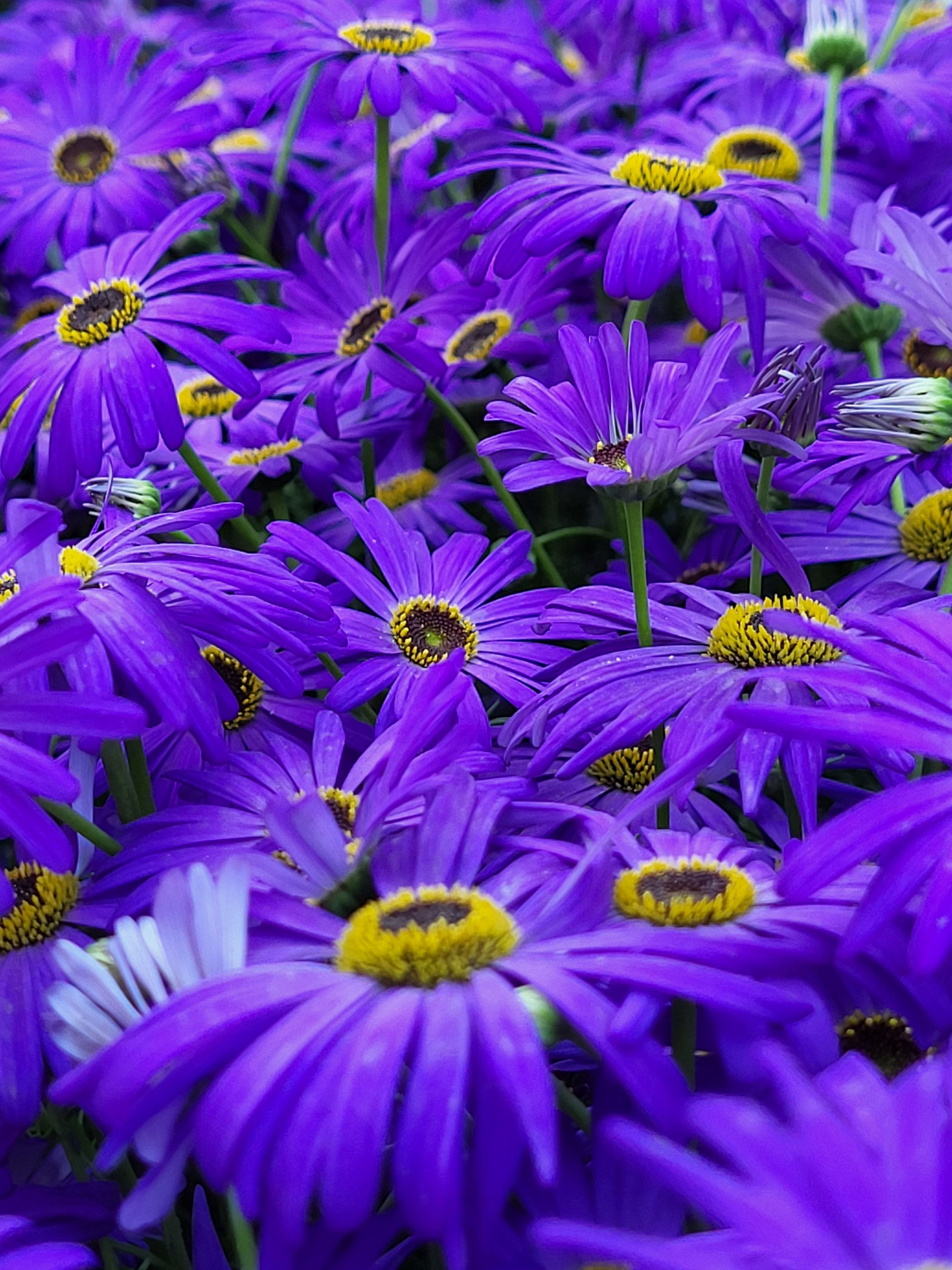 [ColoSach]-a-close-up-of-vivid-purple-daisies-showcasing-natural-beauty-and-color.