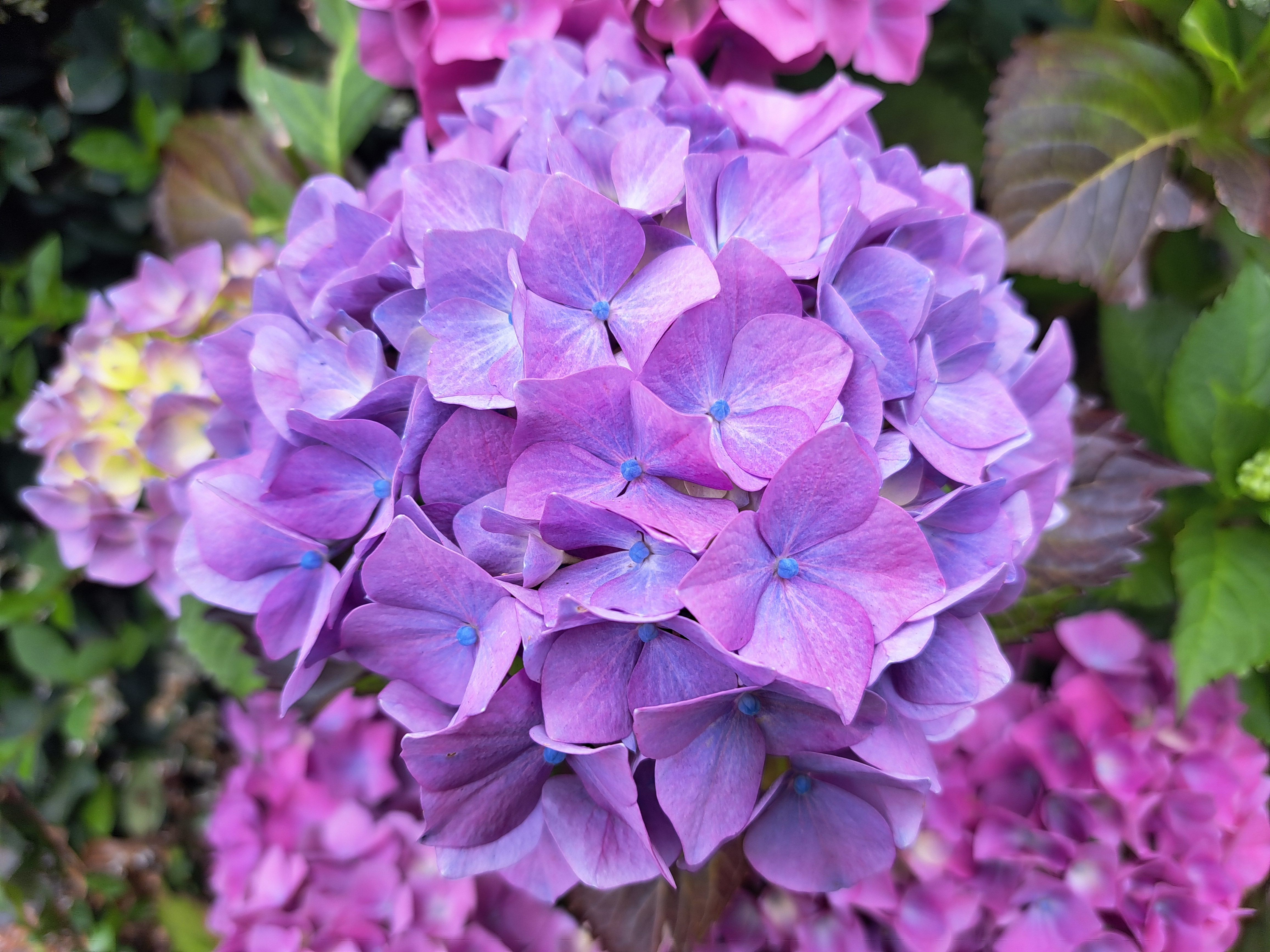 [ColoSach]-close-up-of-a-vibrant-purple-hydrangea-flower-cluster-highlighting-its-beauty-and-intricate-petals.