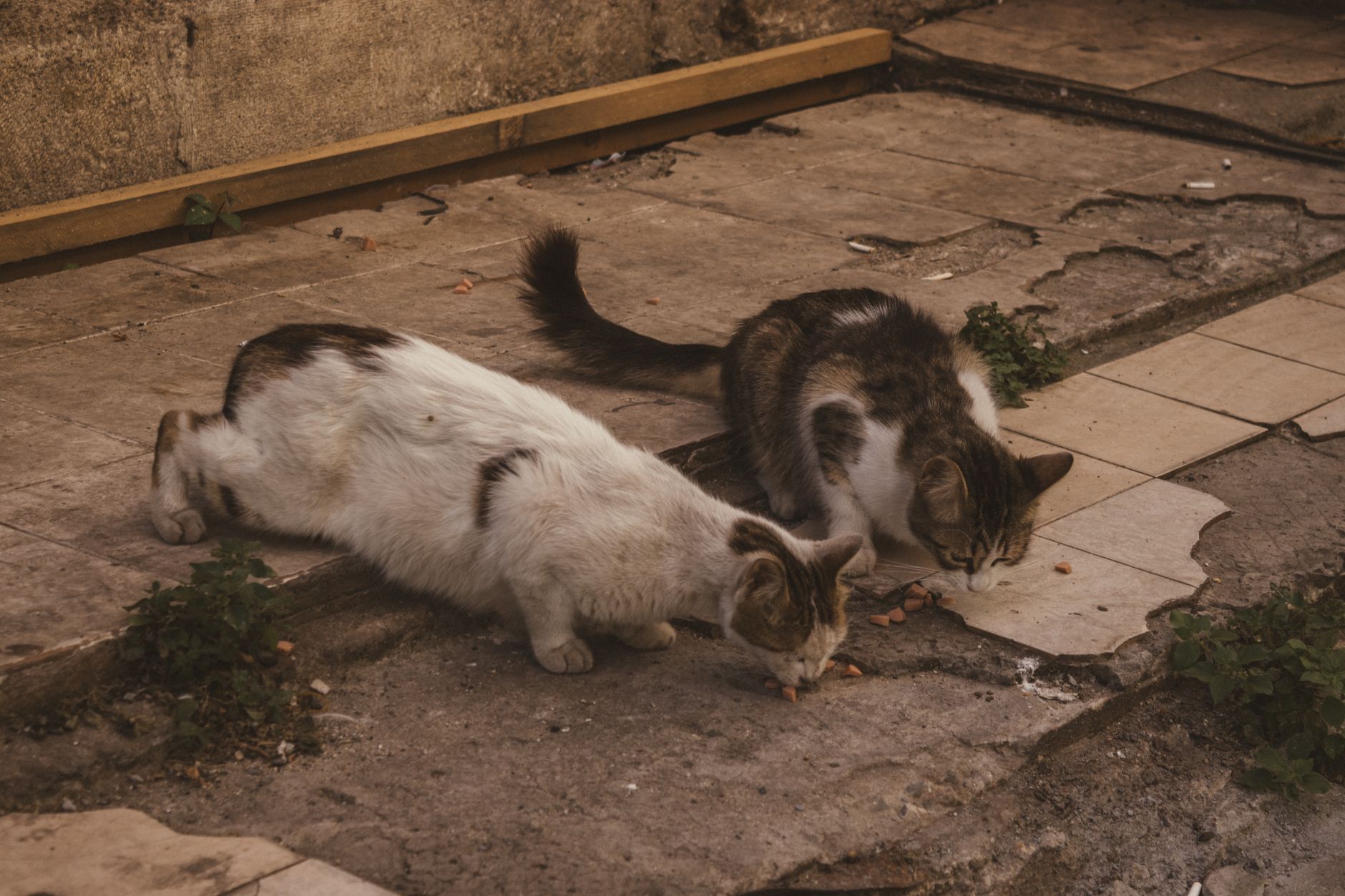 Portrait of a pet at a veterinary clinic