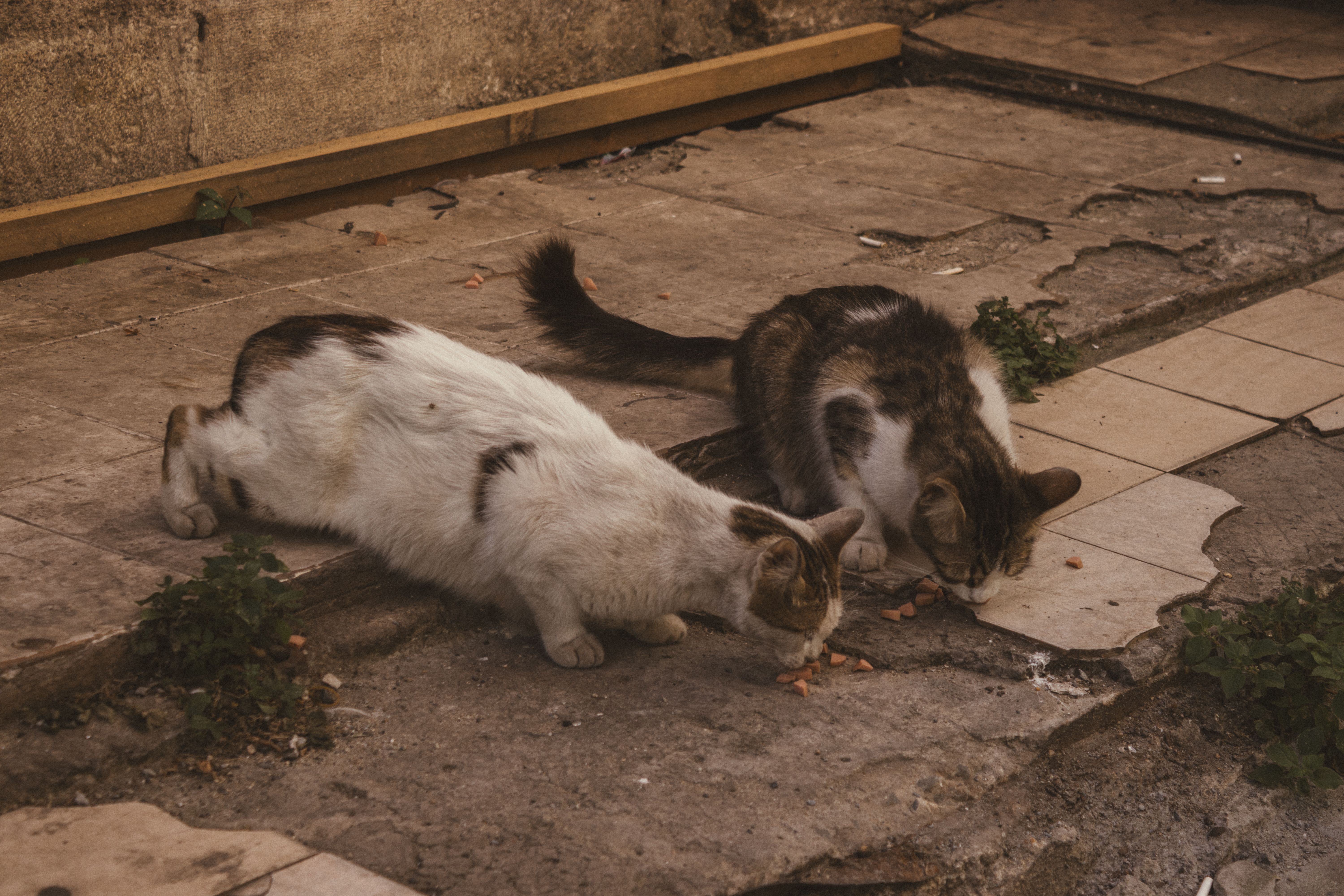 Portrait of a cat at a veterinary clinic